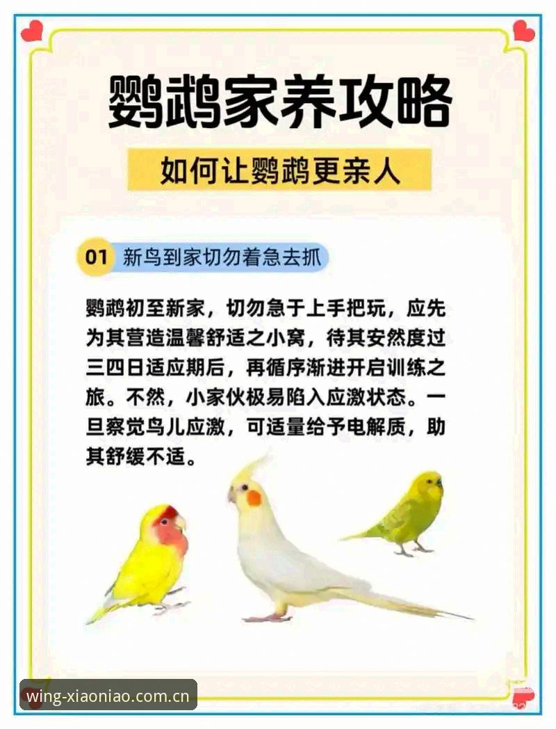 新手必看！小鸟平台功能安全吗？资深用户分享真实使用心得与避坑指南